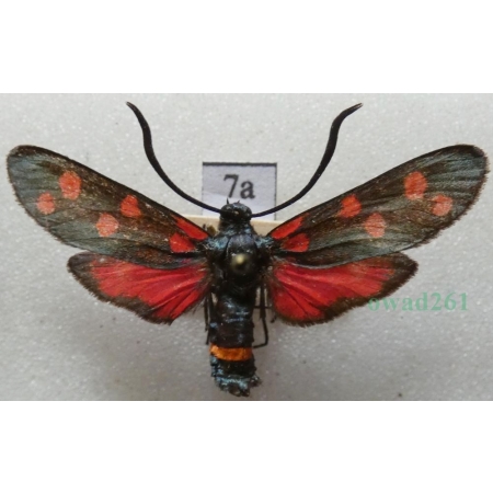 Zygaena ephialtes (Linnaeus, 1767) Kraśnik goryszowiec Deutschland7a